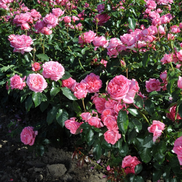 Rosier La Rose de Molinard®