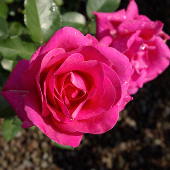 Rosier Lancôme® - Image 2