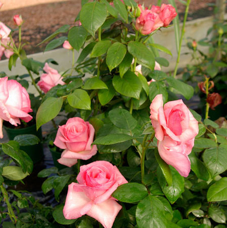 Rosier Ma Normandie®