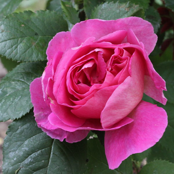 Rosier Madame Bovary®