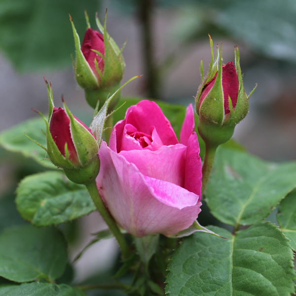 Rosier Madame Bovary®
