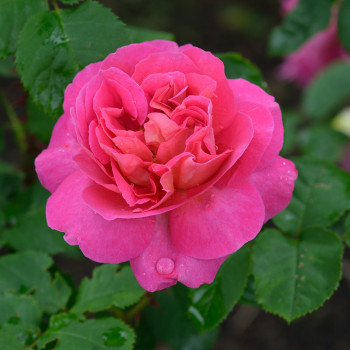 Rosier Madame Bovary®