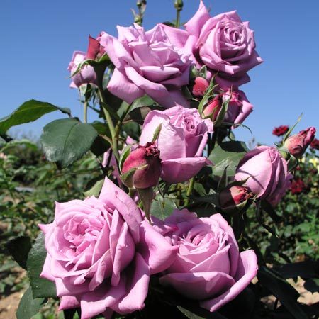 Rosier Mamy Blue®