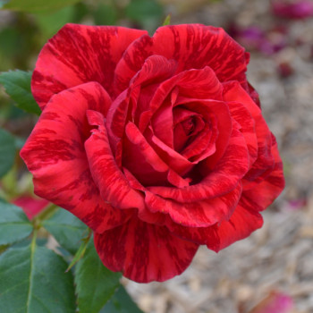 Rosier Red Intuition®