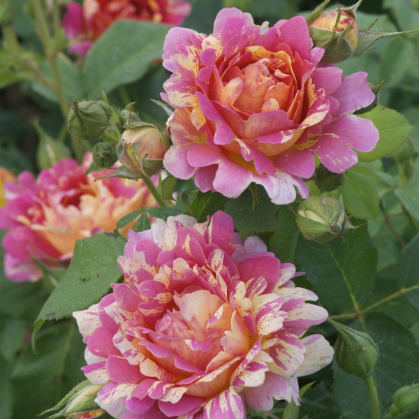 Rosier Rose des Cisterciens®