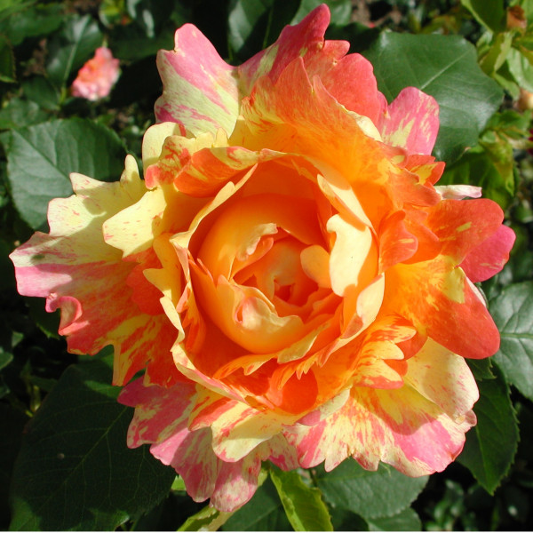 Rosier Rose des Cisterciens®