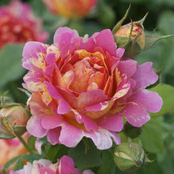 Rosier Rose des Cisterciens®