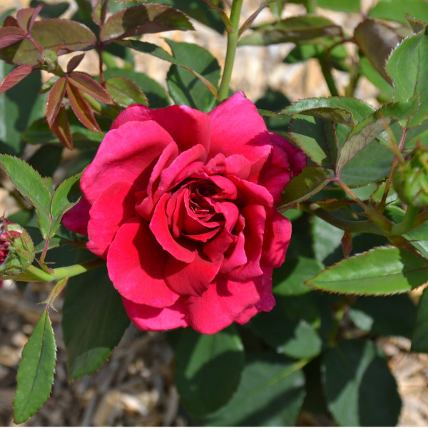 Rosier Rose Lalande de Pomerol®