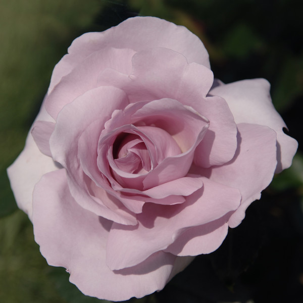 Rosier Rose Synactif by Shiseido®
