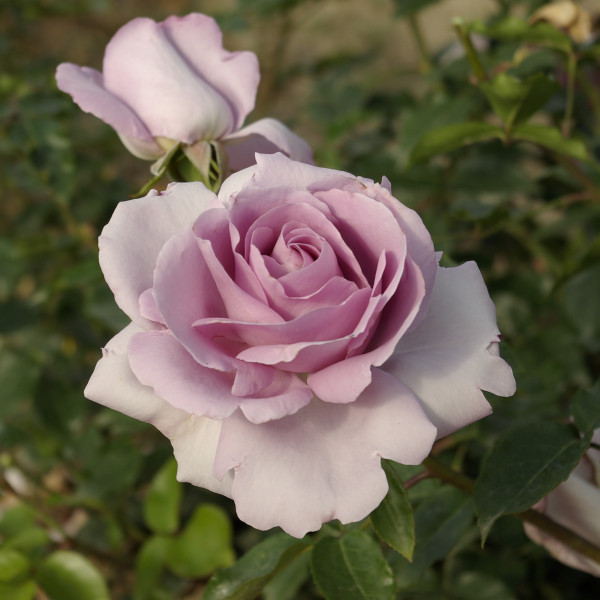 Rosier Rose Synactif by Shiseido®