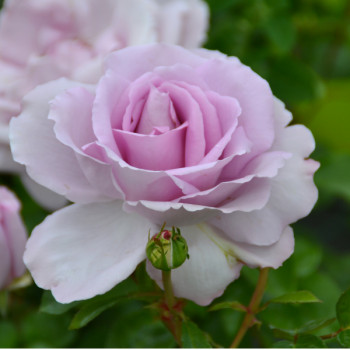 Rosier Rose Synactif by Shiseido® Le rosier tige
