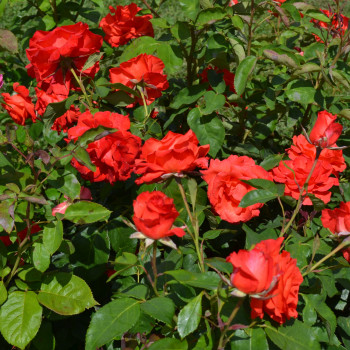Rosier Satellite® - Image 1