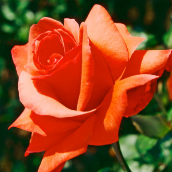 Rosier Satellite® - Image 2