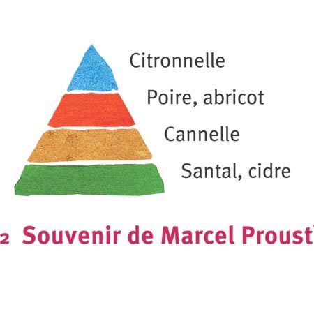Rosier Souvenir de Marcel Proust®