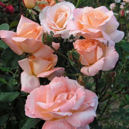 Rosier Tendresse®