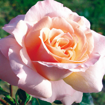 Rosier Tendresse®