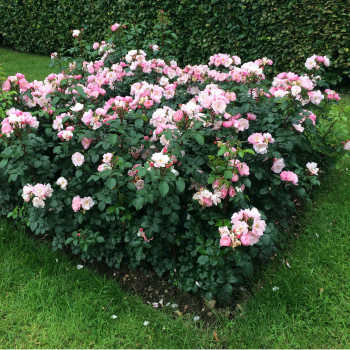 Miniature #3 slider - Rosier Utopia®
