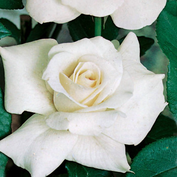Rosier Virgo