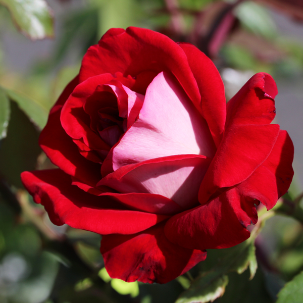 Achat Rosiers Chateau De Versailles Vente De Nos Creations Et Productions Georges Delbard