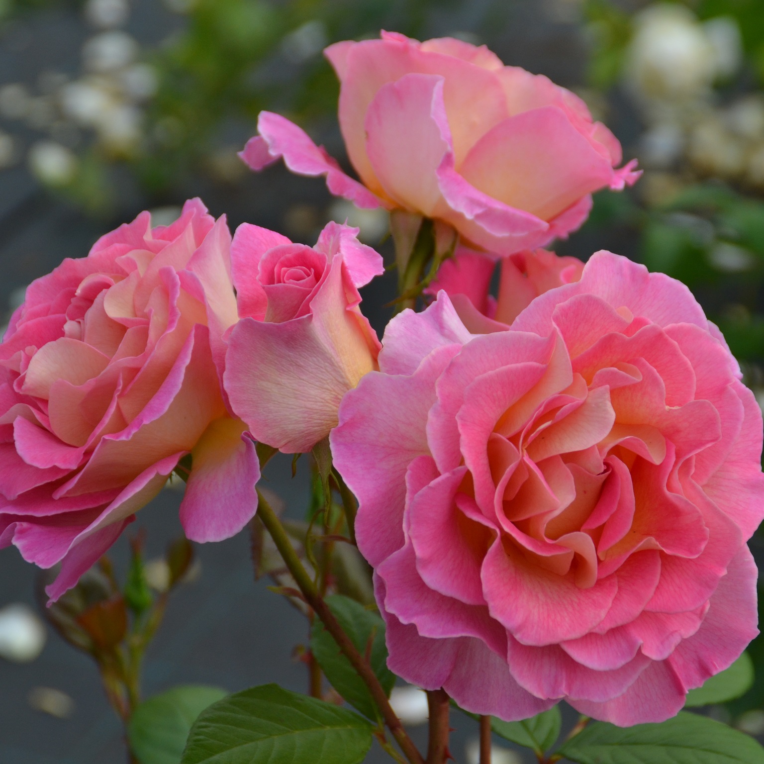 Julie andrews rose plant