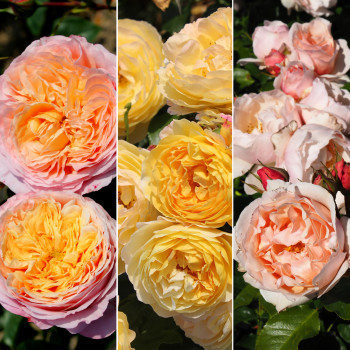 Collection Les roses royales