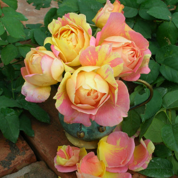 Rosier Paul Cézanne® - Image 1