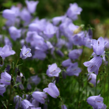 Jardin bleu