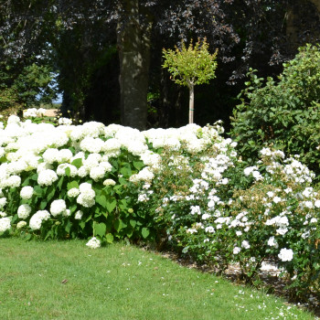 Jardin blanc