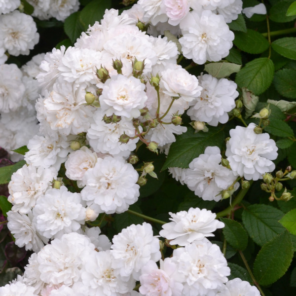 Rosier Blanche Cascade®