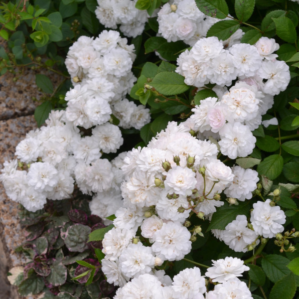 Rosier Blanche Cascade®