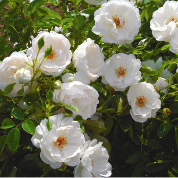 Rosier Dominique Loiseau® Le rosier tige