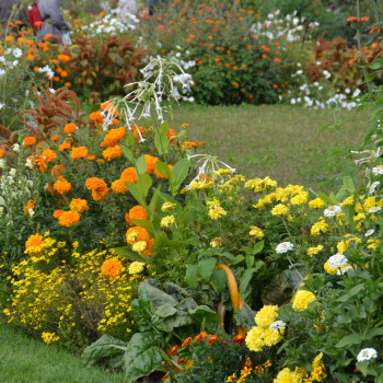 Jardin jaune