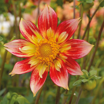 Dahlia Ipanema