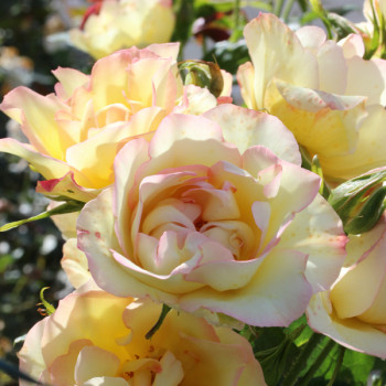 Rosier Centenaire de Lourdes® Jaune - Image 1