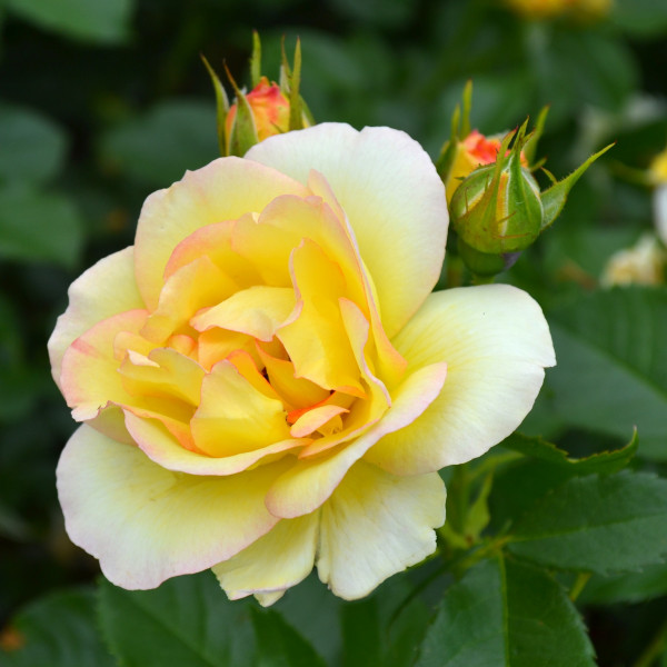 Rosier Centenaire de Lourdes® Jaune