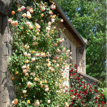 Rosier Grimpant Parure d´Or® - Image 3
