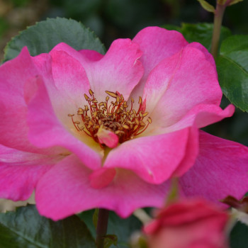 Rosier Tourmaline® - Image 2