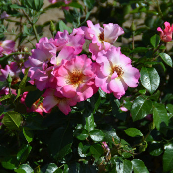 Rosier Tourmaline® - Image 3
