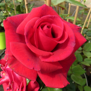 Rosier grimpant Le Grand Huit®