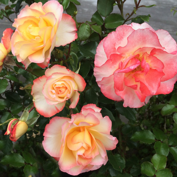 Rosier Rose de Lourdes®