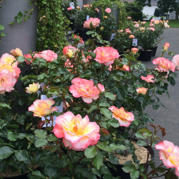 Rosier Rose de Lourdes®