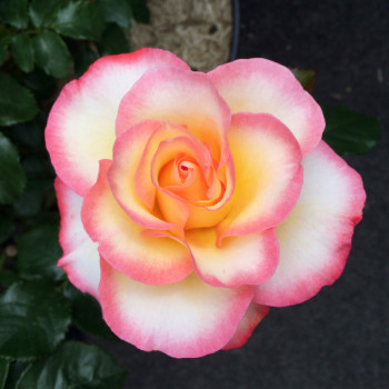 Rosier Rose de Lourdes®