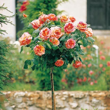 Rosier Claude Monet® Le rosier Tige