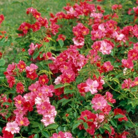 Rosier Avalanche Rose®