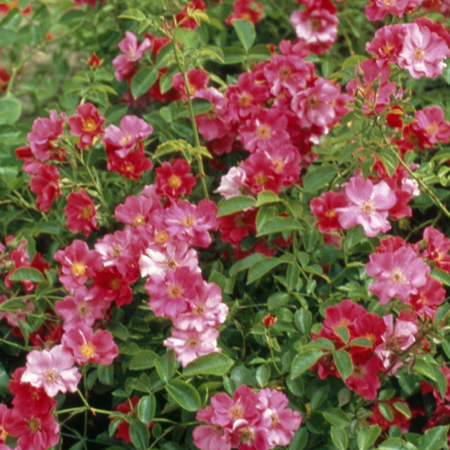 Rosier Avalanche Rose®