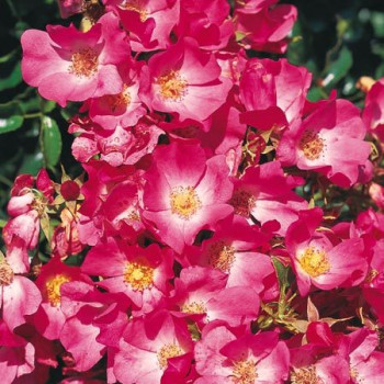 Rosier Avalanche Rose®