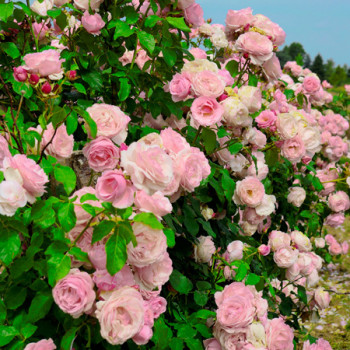 Rosier Grimpant Billet doux®