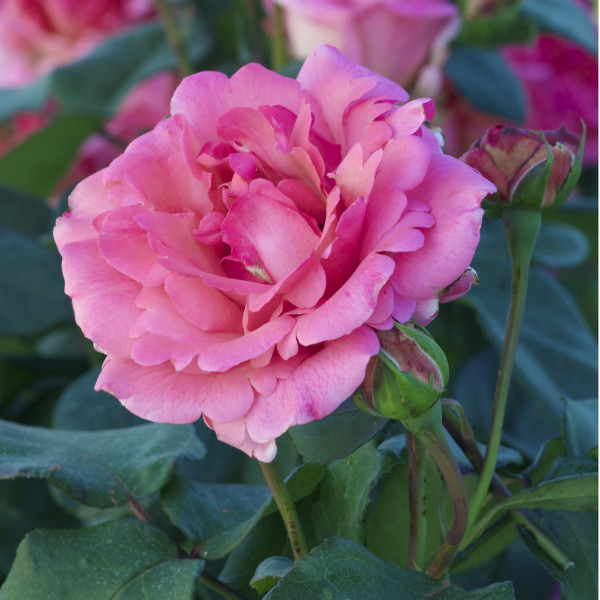 Rosier Grimpant Campanile®