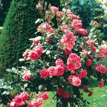 Rosier Grimpant Campanile®
