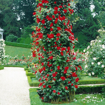 Rosier Grimpant Messire Delbard® - Image 1